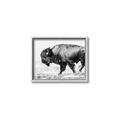 Picture of Buffalo March _GroupedProduct_Rectangle_Landscape_Photography _GroupedProduct_Rectangle_Landscape_Canvas_Framed_
