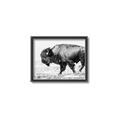 Picture of Buffalo March _GroupedProduct_Rectangle_Landscape_Photography _GroupedProduct_Rectangle_Landscape_Canvas_Framed_