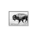 Picture of Buffalo March _GroupedProduct_Rectangle_Landscape_Photography _GroupedProduct_Rectangle_Landscape_Canvas_Framed_