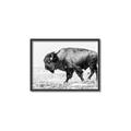 Picture of Buffalo March _GroupedProduct_Rectangle_Landscape_Photography _GroupedProduct_Rectangle_Landscape_Canvas_Framed_