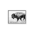 Picture of Buffalo March _GroupedProduct_Rectangle_Landscape_Photography _GroupedProduct_Rectangle_Landscape_Canvas_Framed_