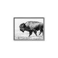 Picture of Buffalo March _GroupedProduct_Rectangle_Landscape_Photography _GroupedProduct_Rectangle_Landscape_Canvas_Framed_