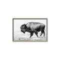 Picture of Buffalo March _GroupedProduct_Rectangle_Landscape_Photography _GroupedProduct_Rectangle_Landscape_Canvas_Framed_