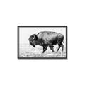 Picture of Buffalo March _GroupedProduct_Rectangle_Landscape_Photography _GroupedProduct_Rectangle_Landscape_Canvas_Framed_