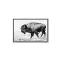 Picture of Buffalo March _GroupedProduct_Rectangle_Landscape_Photography _GroupedProduct_Rectangle_Landscape_Canvas_Framed_
