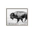 Picture of Buffalo March _GroupedProduct_Rectangle_Landscape_Photography _GroupedProduct_Rectangle_Landscape_Canvas_Framed_