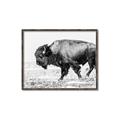 Picture of Buffalo March _GroupedProduct_Rectangle_Landscape_Photography _GroupedProduct_Rectangle_Landscape_Canvas_Framed_
