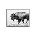 Picture of Buffalo March _GroupedProduct_Rectangle_Landscape_Photography _GroupedProduct_Rectangle_Landscape_Canvas_Framed_