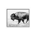 Picture of Buffalo March _GroupedProduct_Rectangle_Landscape_Photography _GroupedProduct_Rectangle_Landscape_Canvas_Framed_