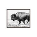 Picture of Buffalo March _GroupedProduct_Rectangle_Landscape_Photography _GroupedProduct_Rectangle_Landscape_Canvas_Framed_