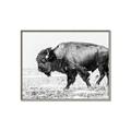Picture of Buffalo March _GroupedProduct_Rectangle_Landscape_Photography _GroupedProduct_Rectangle_Landscape_Canvas_Framed_