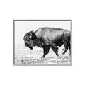 Picture of Buffalo March _GroupedProduct_Rectangle_Landscape_Photography _GroupedProduct_Rectangle_Landscape_Canvas_Framed_
