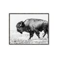 Picture of Buffalo March _GroupedProduct_Rectangle_Landscape_Photography _GroupedProduct_Rectangle_Landscape_Canvas_Framed_