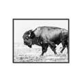 Picture of Buffalo March _GroupedProduct_Rectangle_Landscape_Photography _GroupedProduct_Rectangle_Landscape_Canvas_Framed_