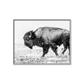Picture of Buffalo March _GroupedProduct_Rectangle_Landscape_Photography _GroupedProduct_Rectangle_Landscape_Canvas_Framed_