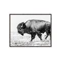 Picture of Buffalo March _GroupedProduct_Rectangle_Landscape_Photography _GroupedProduct_Rectangle_Landscape_Canvas_Framed_