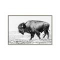 Picture of Buffalo March _GroupedProduct_Rectangle_Landscape_Photography _GroupedProduct_Rectangle_Landscape_Canvas_Framed_