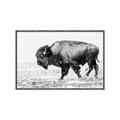 Picture of Buffalo March _GroupedProduct_Rectangle_Landscape_Photography _GroupedProduct_Rectangle_Landscape_Canvas_Framed_