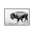 Picture of Buffalo March _GroupedProduct_Rectangle_Landscape_Photography _GroupedProduct_Rectangle_Landscape_Canvas_Framed_