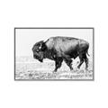 Picture of Buffalo March _GroupedProduct_Rectangle_Landscape_Photography _GroupedProduct_Rectangle_Landscape_Canvas_Framed_