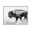 Picture of Buffalo March _GroupedProduct_Rectangle_Landscape_Photography _GroupedProduct_Rectangle_Landscape_Canvas_Framed_