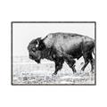 Picture of Buffalo March _GroupedProduct_Rectangle_Landscape_Photography _GroupedProduct_Rectangle_Landscape_Canvas_Framed_