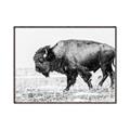 Picture of Buffalo March _GroupedProduct_Rectangle_Landscape_Photography _GroupedProduct_Rectangle_Landscape_Canvas_Framed_