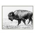 Picture of Buffalo March _GroupedProduct_Rectangle_Landscape_Photography _GroupedProduct_Rectangle_Landscape_Canvas_Framed_