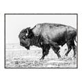 Picture of Buffalo March _GroupedProduct_Rectangle_Landscape_Photography _GroupedProduct_Rectangle_Landscape_Canvas_Framed_