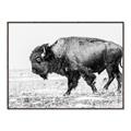 Picture of Buffalo March _GroupedProduct_Rectangle_Landscape_Photography _GroupedProduct_Rectangle_Landscape_Canvas_Framed_