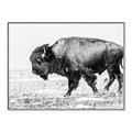 Picture of Buffalo March _GroupedProduct_Rectangle_Landscape_Photography _GroupedProduct_Rectangle_Landscape_Canvas_Framed_