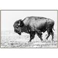 Picture of Buffalo March _GroupedProduct_Rectangle_Landscape_Photography _GroupedProduct_Rectangle_Landscape_Canvas_Framed_