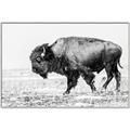 Picture of Buffalo March _GroupedProduct_Rectangle_Landscape_Photography _GroupedProduct_Rectangle_Landscape_Canvas_Framed_