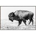 Picture of Buffalo March _GroupedProduct_Rectangle_Landscape_Photography _GroupedProduct_Rectangle_Landscape_Canvas_Framed_