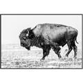 Picture of Buffalo March _GroupedProduct_Rectangle_Landscape_Photography _GroupedProduct_Rectangle_Landscape_Canvas_Framed_