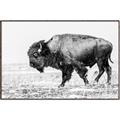 Picture of Buffalo March _GroupedProduct_Rectangle_Landscape_Photography _GroupedProduct_Rectangle_Landscape_Canvas_Framed_