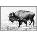 Picture of Buffalo March _GroupedProduct_Rectangle_Landscape_Photography _GroupedProduct_Rectangle_Landscape_Canvas_Framed_