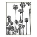 Picture of California Palms _GroupedProduct_Rectangle_Portrait_Photography _GroupedProduct_Rectangle_Portrait_Canvas_Framed_