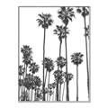 Picture of California Palms _GroupedProduct_Rectangle_Portrait_Photography _GroupedProduct_Rectangle_Portrait_Canvas_Framed_