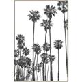 Picture of California Palms _GroupedProduct_Rectangle_Portrait_Photography _GroupedProduct_Rectangle_Portrait_Canvas_Framed_