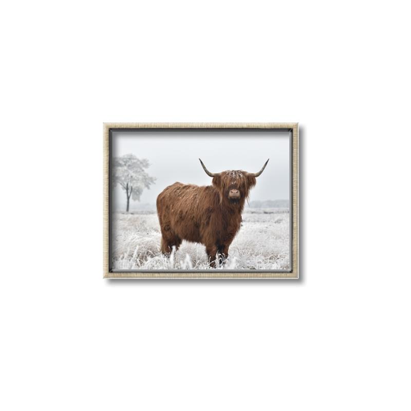 Picture of Cookie, the Cow  _GroupedProduct_Rectangle_Landscape_Photography _GroupedProduct_Rectangle_Landscape_Canvas_Framed_