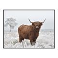 Picture of Cookie, the Cow  _GroupedProduct_Rectangle_Landscape_Photography _GroupedProduct_Rectangle_Landscape_Canvas_Framed_