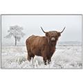 Picture of Cookie, the Cow  _GroupedProduct_Rectangle_Landscape_Photography _GroupedProduct_Rectangle_Landscape_Canvas_Framed_