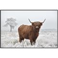 Picture of Cookie, the Cow  _GroupedProduct_Rectangle_Landscape_Photography _GroupedProduct_Rectangle_Landscape_Canvas_Framed_