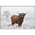 Picture of Cookie, the Cow  _GroupedProduct_Rectangle_Landscape_Photography _GroupedProduct_Rectangle_Landscape_Canvas_Framed_