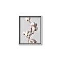 Picture of Cotton _GroupedProduct_Rectangle_Portrait_Photography _GroupedProduct_Rectangle_Portrait_Canvas_Framed_