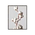 Picture of Cotton _GroupedProduct_Rectangle_Portrait_Photography _GroupedProduct_Rectangle_Portrait_Canvas_Framed_
