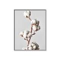 Picture of Cotton _GroupedProduct_Rectangle_Portrait_Photography _GroupedProduct_Rectangle_Portrait_Canvas_Framed_