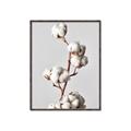 Picture of Cotton _GroupedProduct_Rectangle_Portrait_Photography _GroupedProduct_Rectangle_Portrait_Canvas_Framed_
