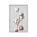Picture of Cotton _GroupedProduct_Rectangle_Portrait_Photography _GroupedProduct_Rectangle_Portrait_Canvas_Framed_